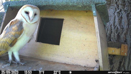 Light in the Dark Barn Owls of the Darent Valley Kent Wildlife